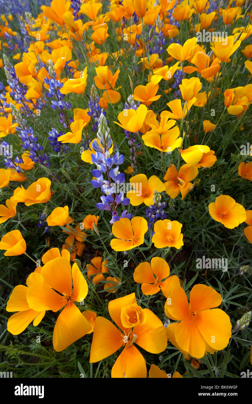 Spring Wildflowers, California Poppies ( Eschscholzia californica ssp. mexicana ) and Lupine ( Lupinus sparsiflorus ), Arizona Stock Photo