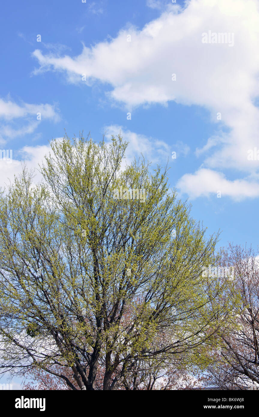 Budding trees in spring Stock Photo Alamy