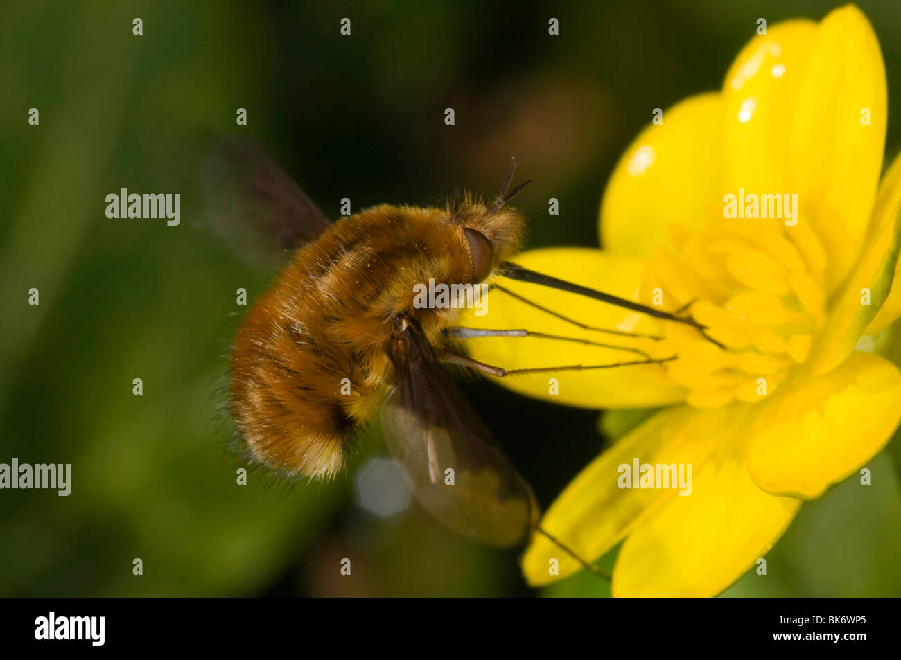Major bee-fly (Bombylius major) feeding on a lesser celandine flower Stock Photo