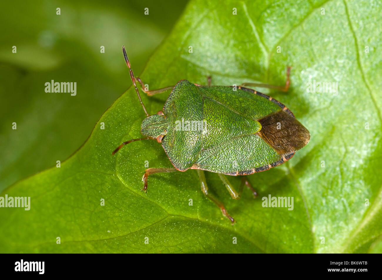 Green shieldbug on leaf. Palomina Prasina, Order Hemiptera sub order Heteroptera Family Acanthosomidae Stock Photo
