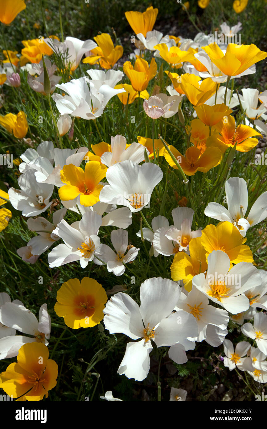 White California Poppies (Eschscholzia californica ssp. mexicana), a genetic variation, Tucson, Arizona Stock Photo