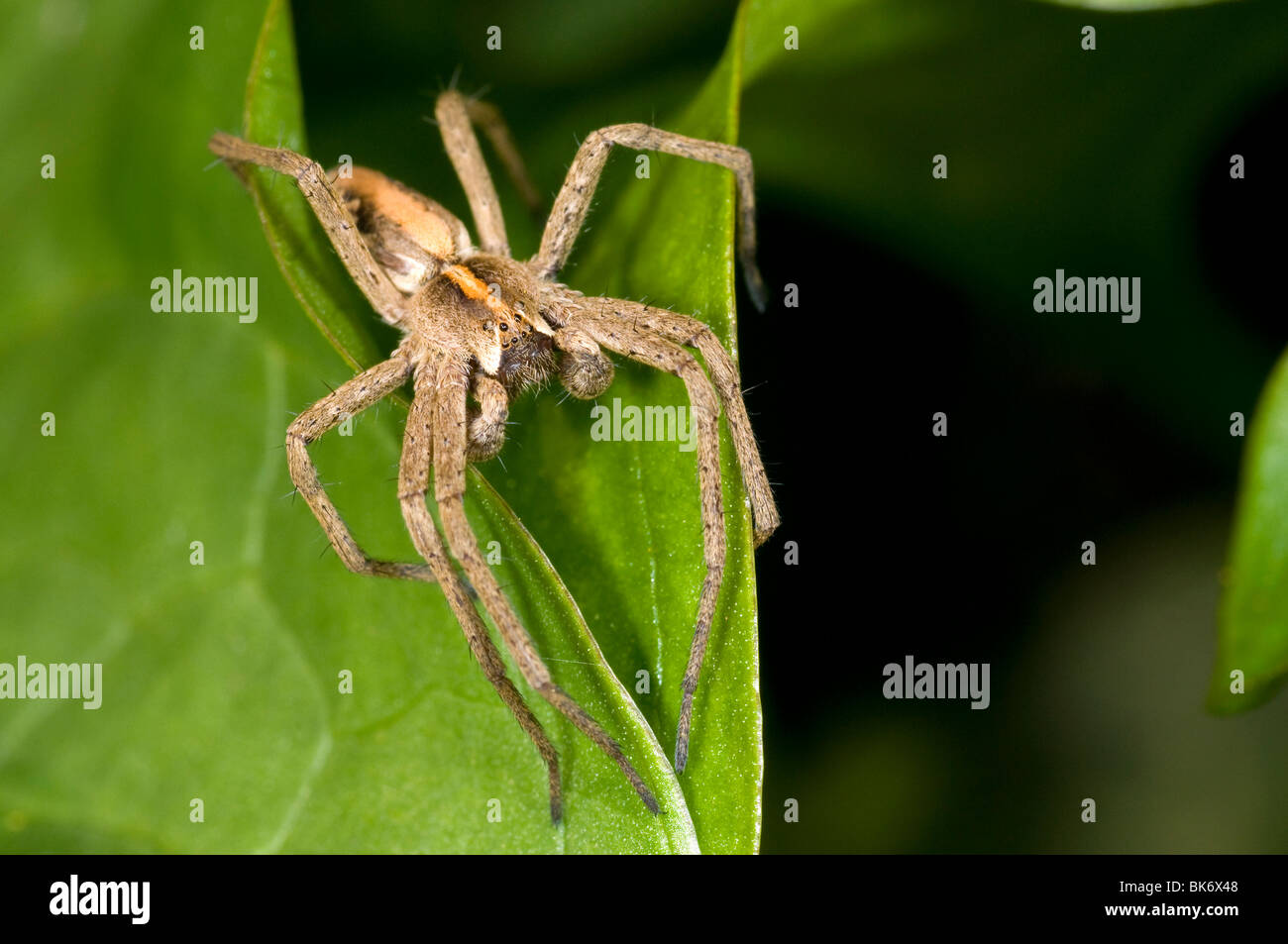 Extreme close up of the nursery web spider, Pisaura Mirabilis, male. Stock Photo