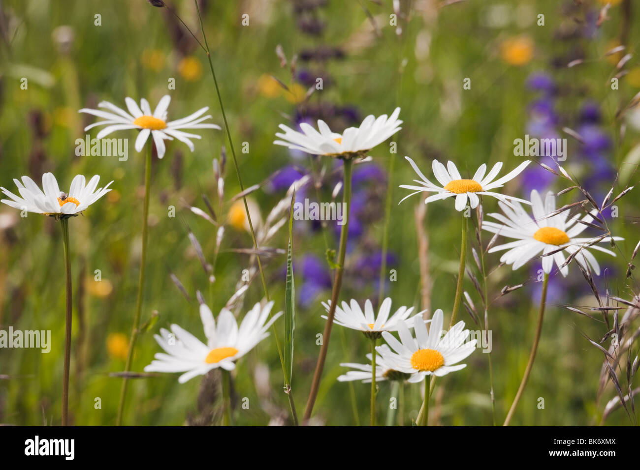 Oxeye Daisies (Leucanthemum vulgare) growing with wild grasses in a