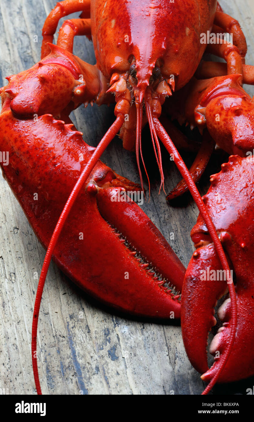 Whole red lobster hires stock photography and images Alamy