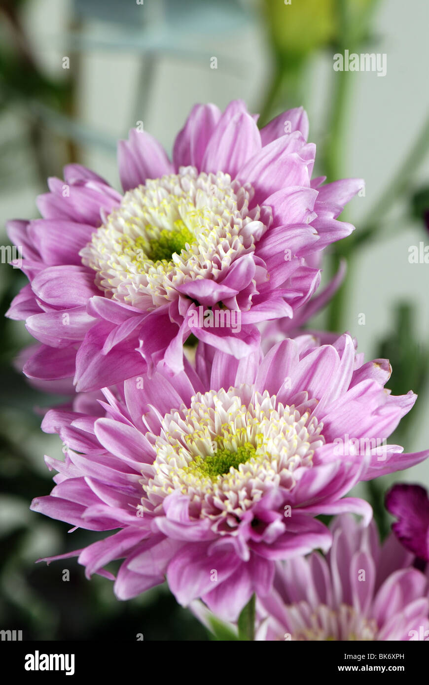 Chrysanthemums flowers Stock Photo Alamy