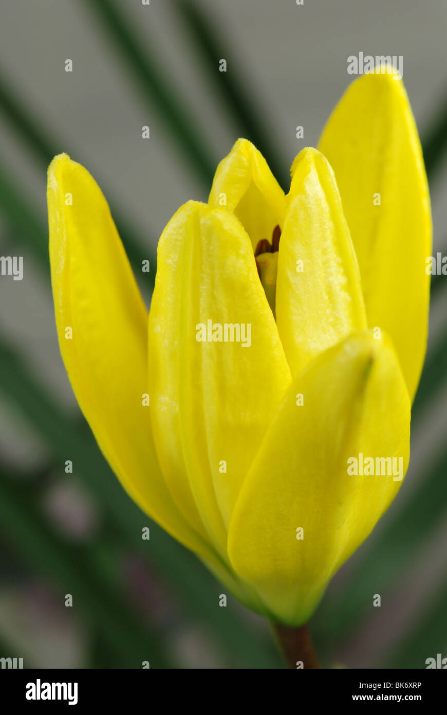 Yellow lily bud Stock Photo Alamy