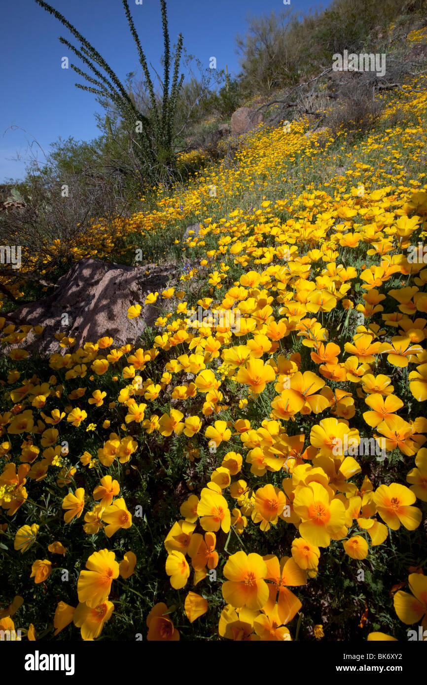 Spring Wildflowers, California Mexican Poppies (Eschscholzia californica mexicana), bloom in the Sonoran Desert, Tucson, Arizona Stock Photo