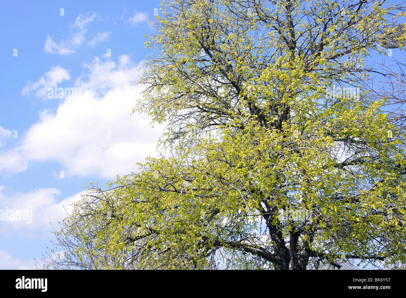 Budding trees in spring Stock Photo Alamy