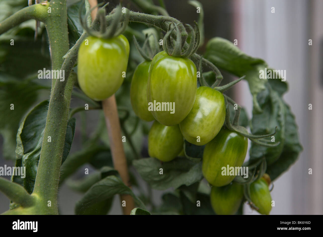 growing tomatoes Stock Photo