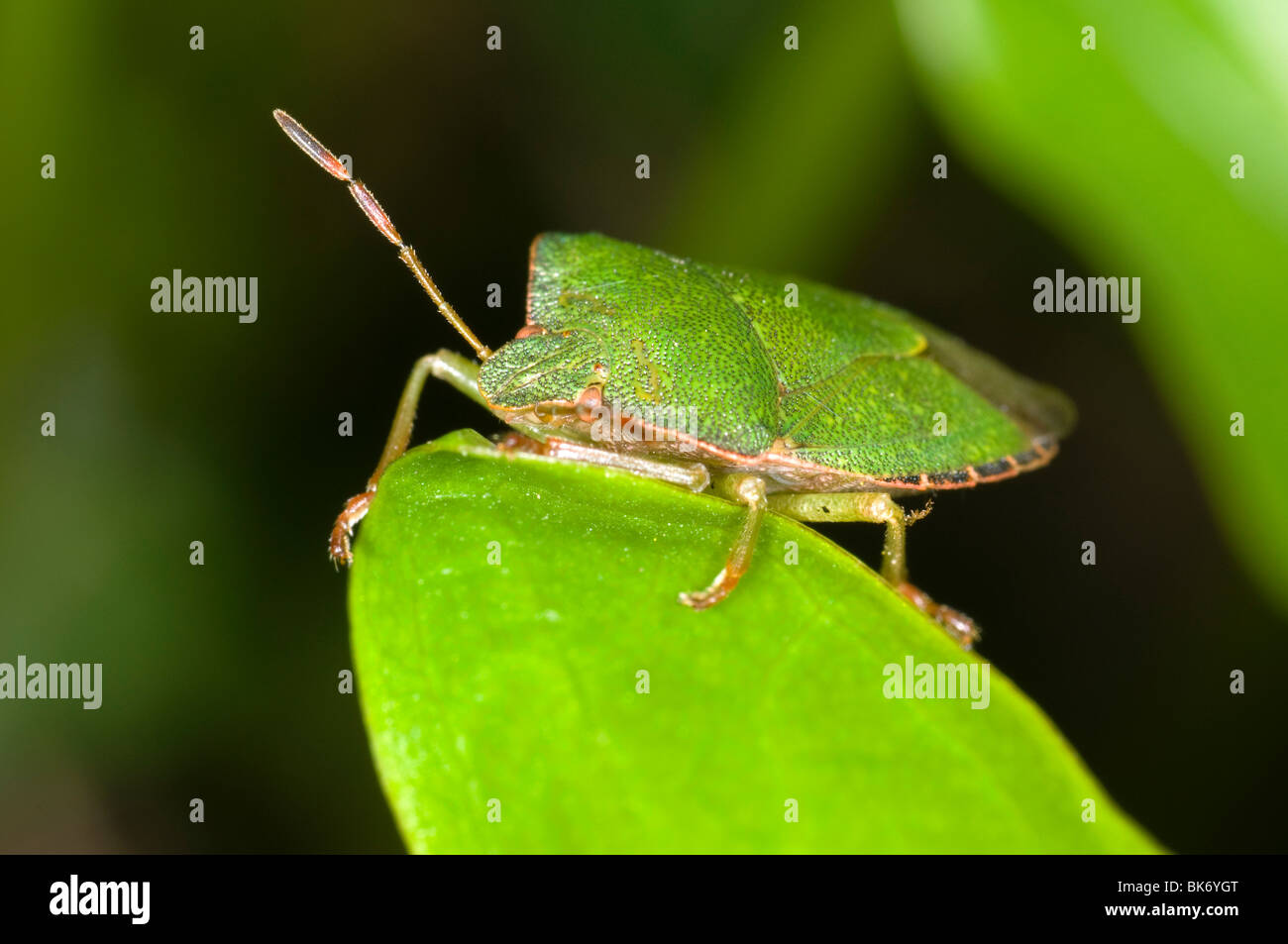 Green shieldbug on leaf. Palomina Prasina, Order Hemiptera sub order Heteroptera Family Acanthosomidae Stock Photo