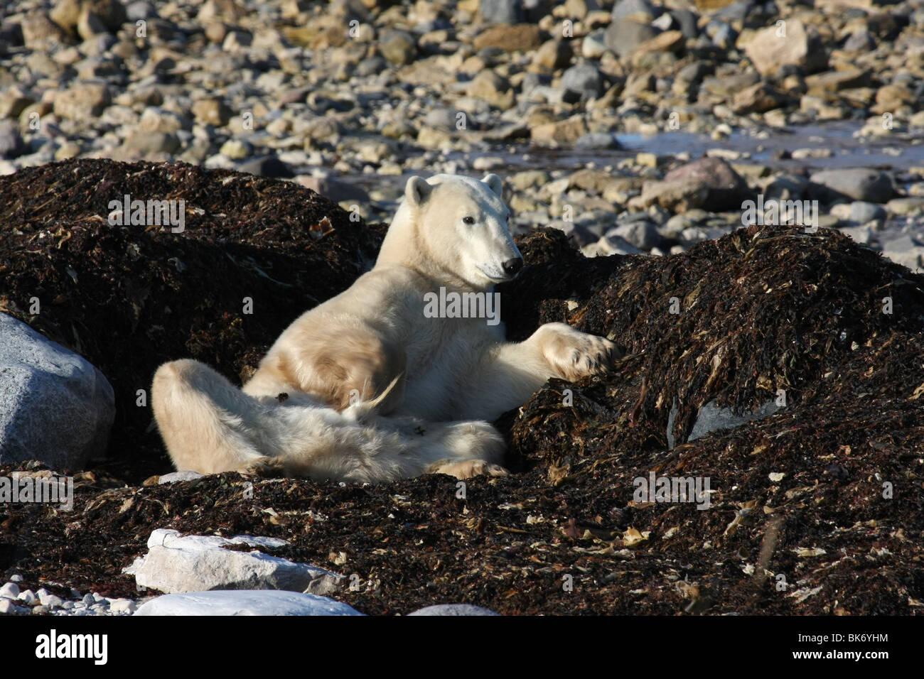 Large wild male Polar Bear at Hudson Bay, Canadahungry Stock Photo