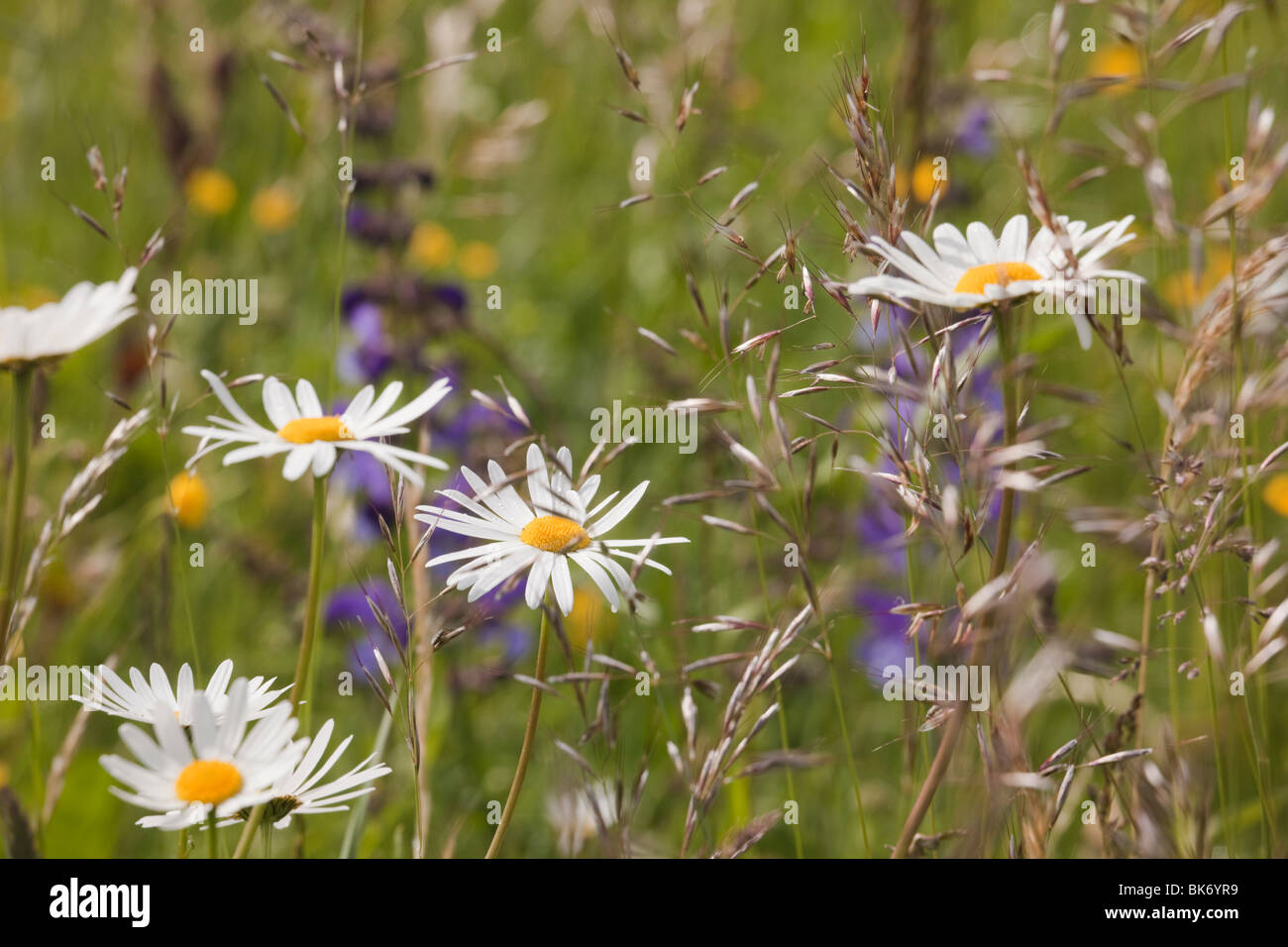 Europe. Ox-eye Daisies (Leucanthemum vulgare) growing with wild grasses in a wildflower meadow Stock Photo