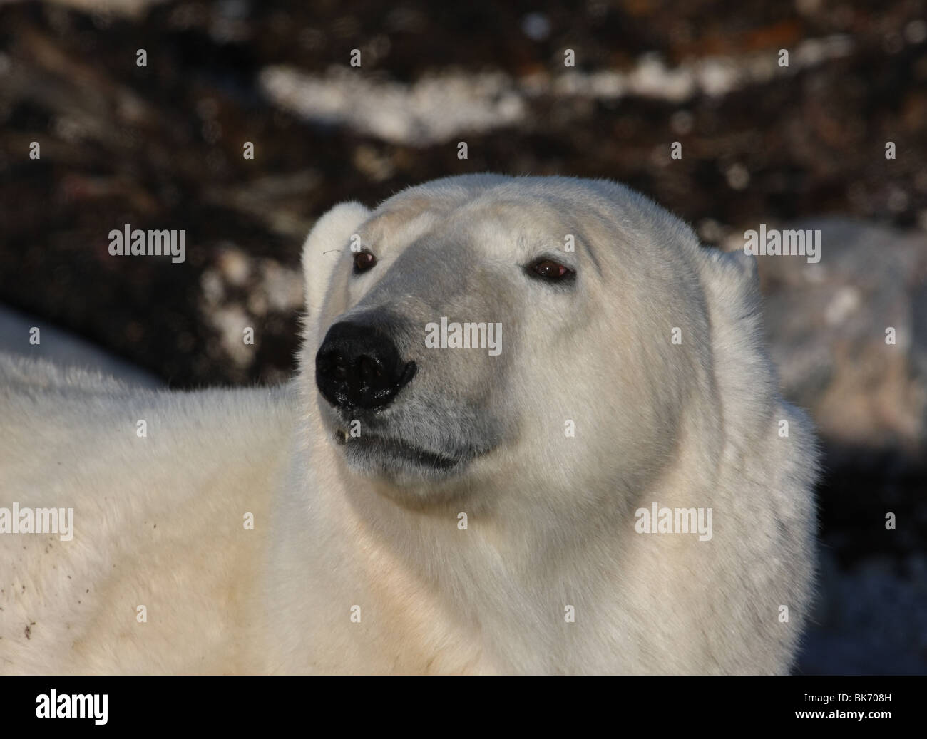 Large wild male Polar Bear at Hudson Bay, Canada Stock Photo