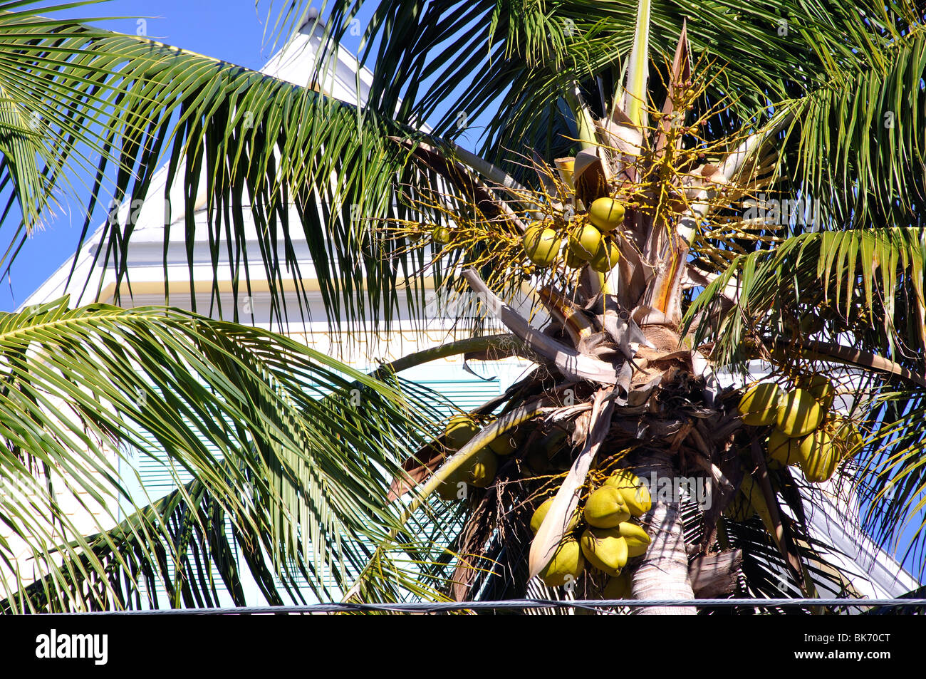 Coconuts palm, Bahamas Stock Photo Alamy