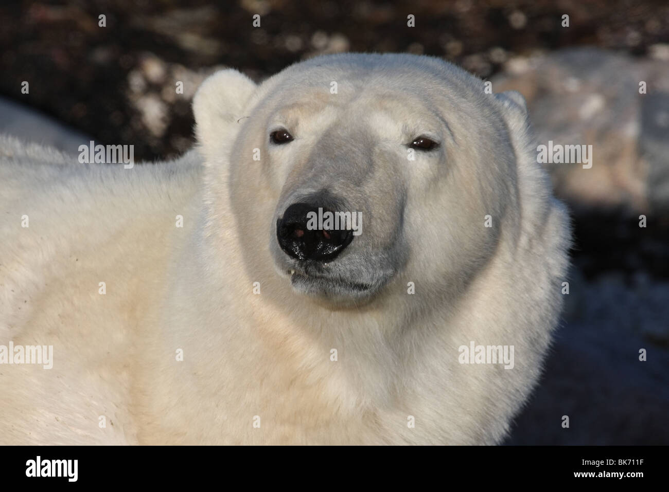 Large wild male Polar Bear at Hudson Bay, Canada Stock Photo