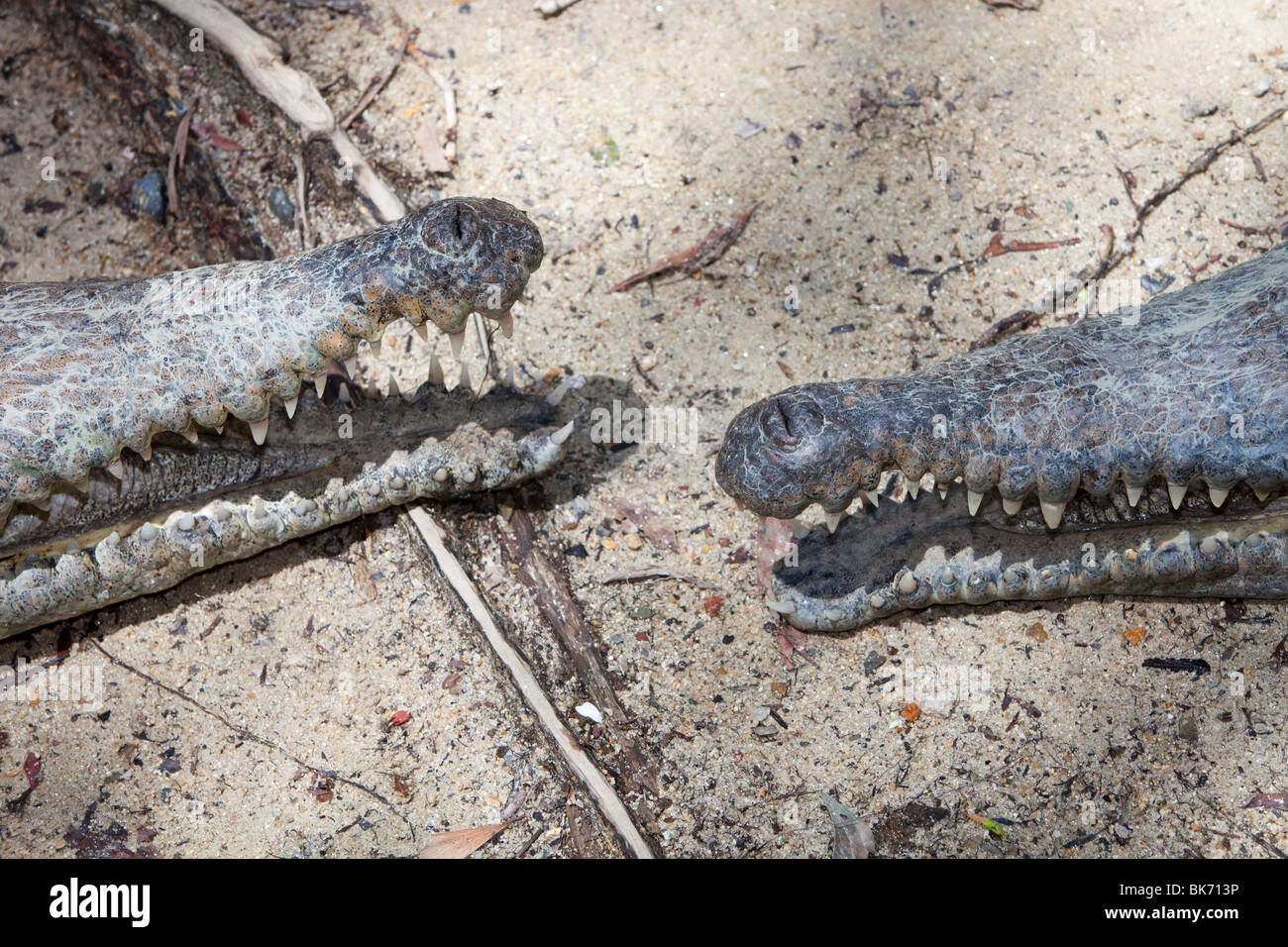 Crocodile's at Hartleys Crocodile Farm north of Cairns in Queensland