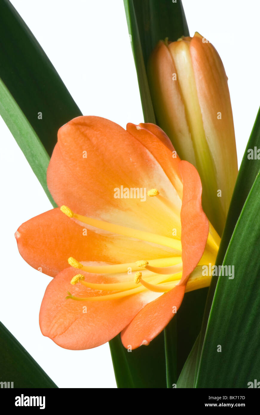 Hippeastrum flower Stock Photo
