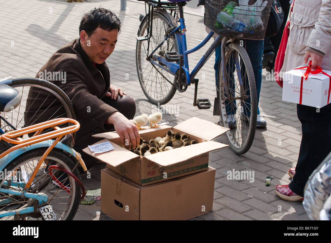 Chinese vendor handling and selling live chickens and ducklings from a cardboard box to people on the street of Beijing China. Stock Photo