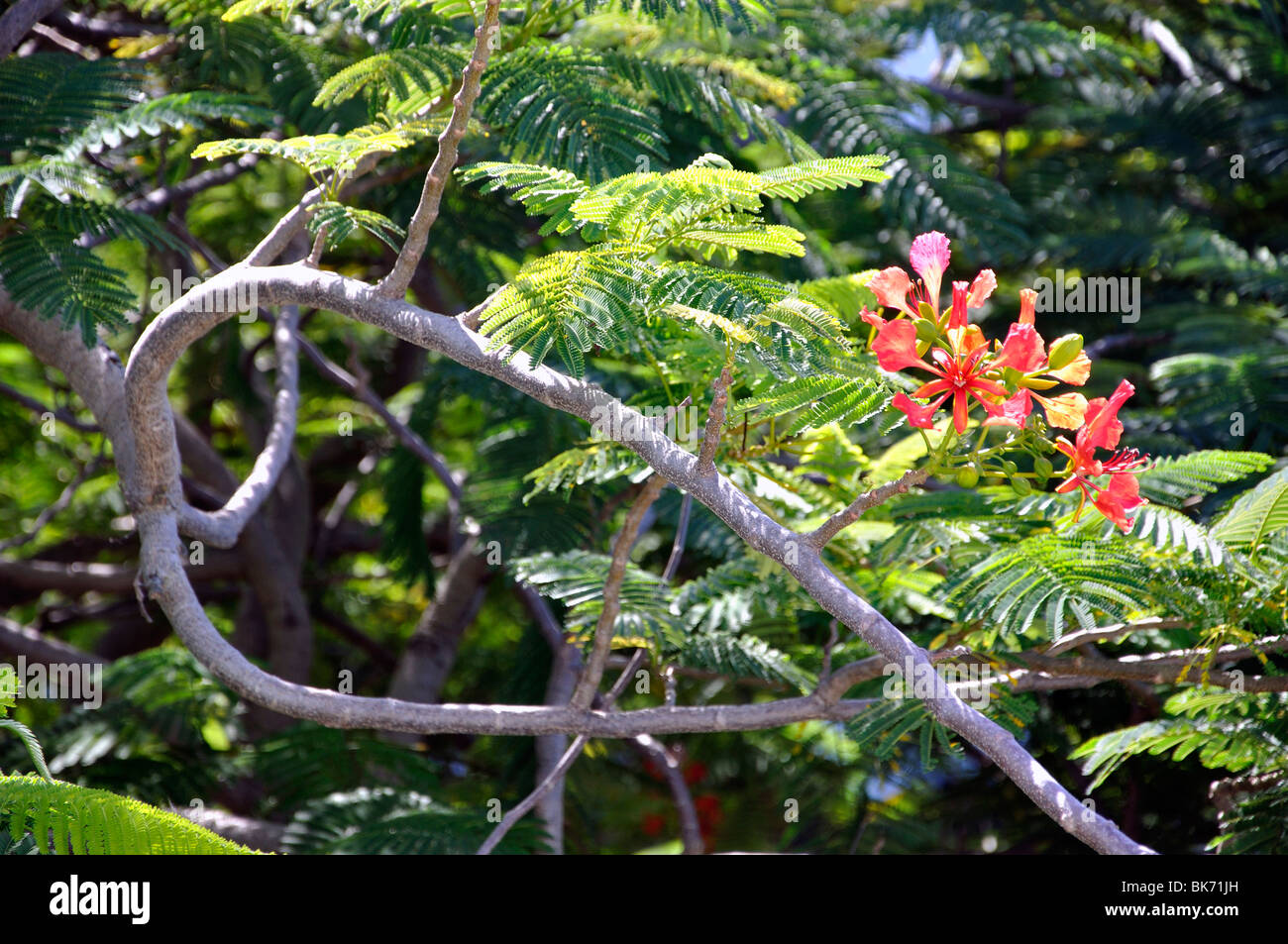 Gulmohar tree - Delonix regia - Key West, Florida Stock Photo