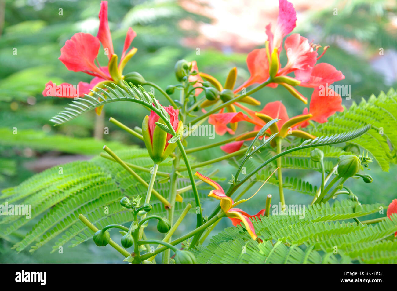 Gulmohar Flower White Background Gulmohar Tree Stock Photo 780178075 |  Shutterstock