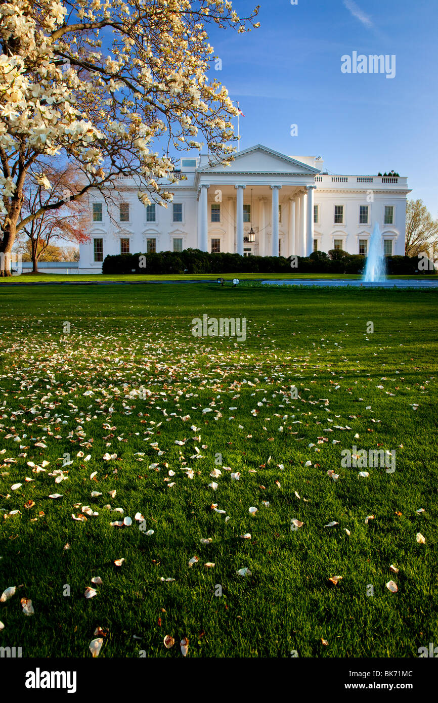 Blossoming cherry trees on the grounds of the White House in Washington
