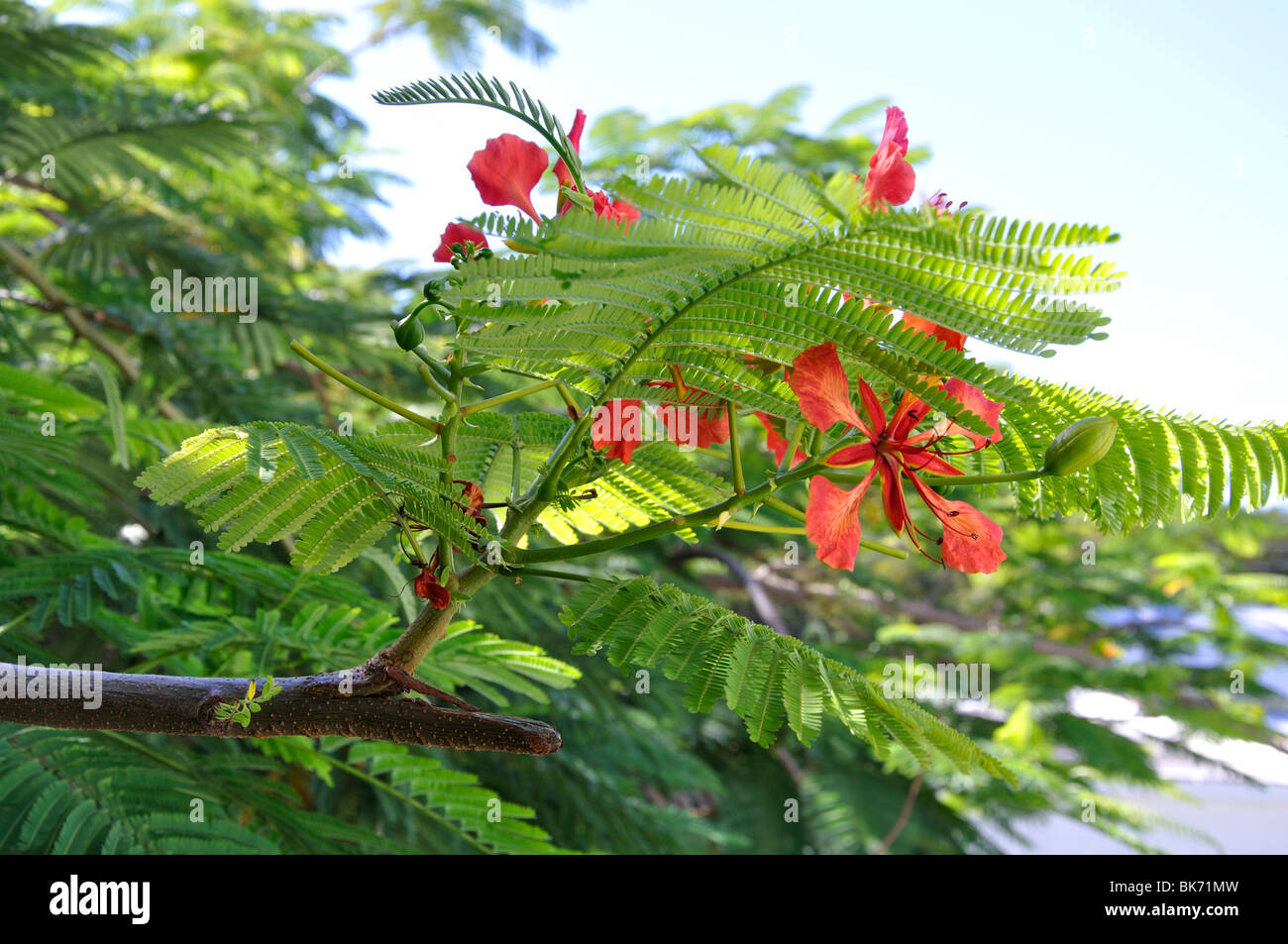 Gulmohar tree - Delonix regia - Key West, Florida Stock Photo
