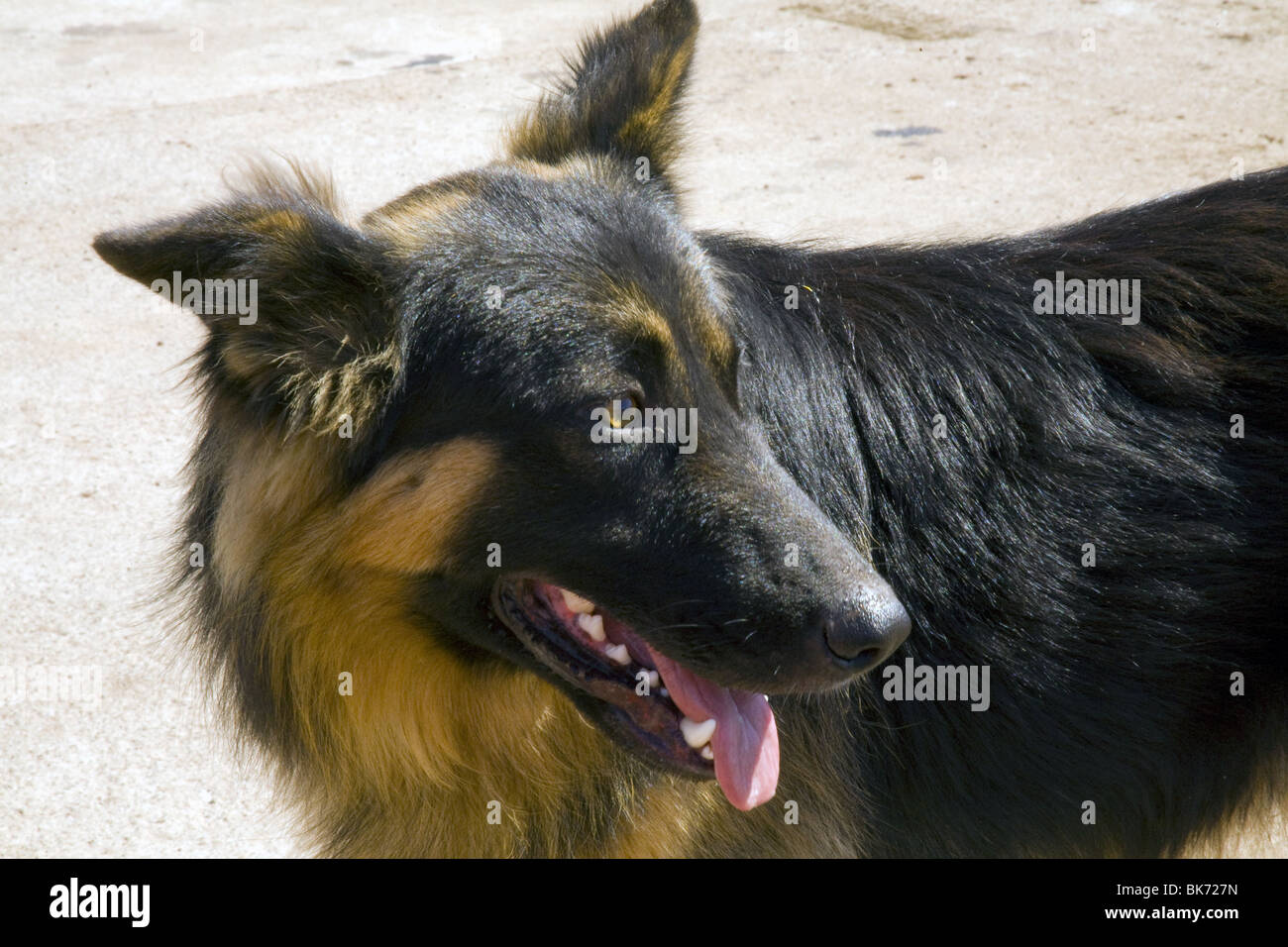 Close up picture of wild dog in Easter Island, Chile. Stock Photo