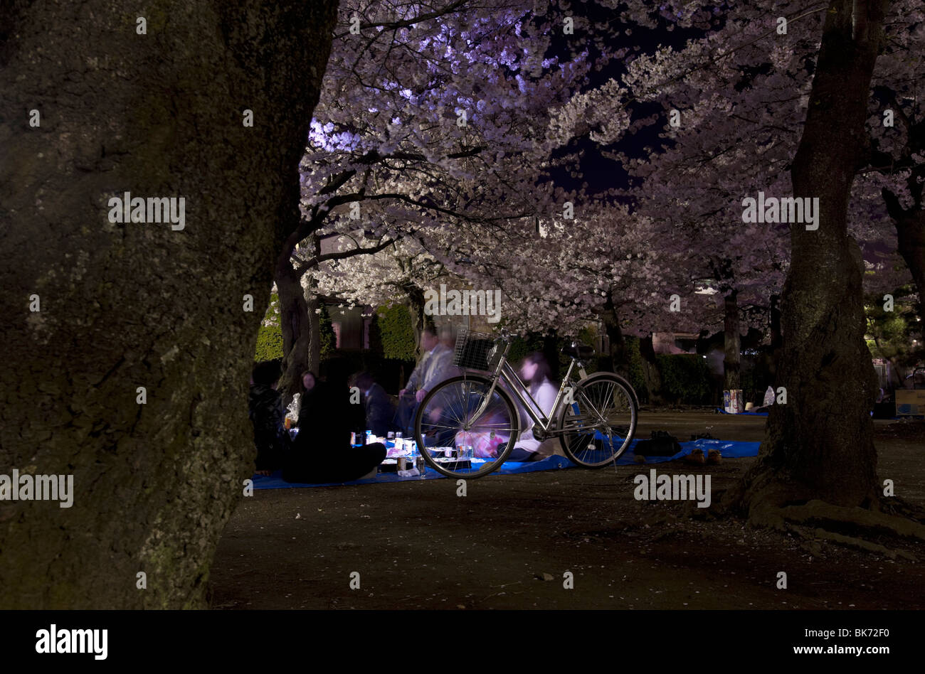 A group of Japanese business men and women enjoy a hanami party at night under the flowering cherry trees, Matsumoto, Japan Stock Photo