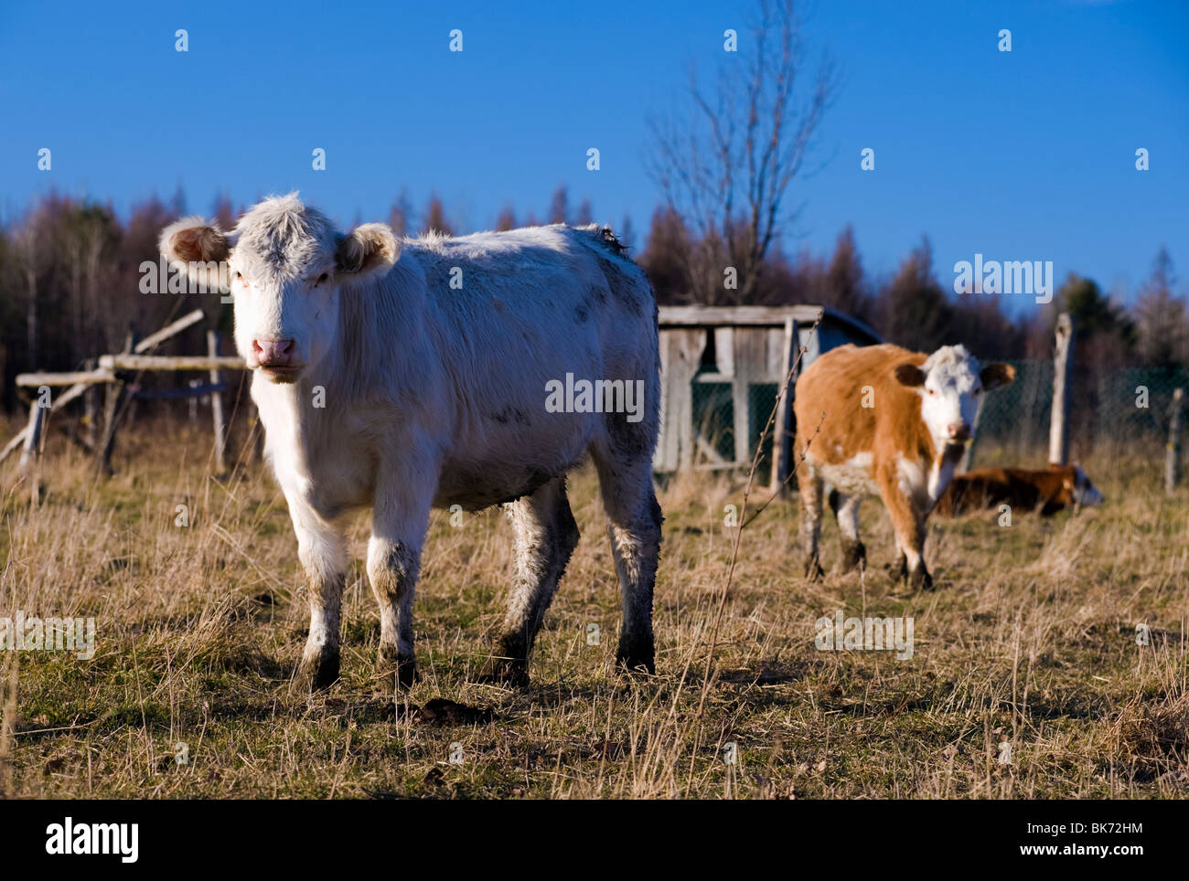 Beef calves in a field, StAugustin, Quebec Stock Photo Alamy