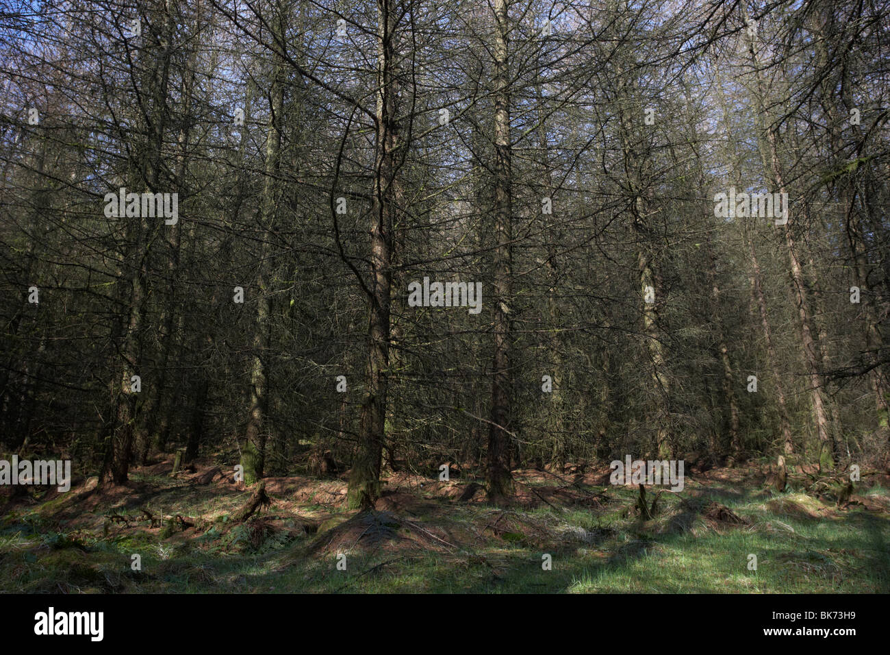 Ballyboley forest with japanese larch larix kaempferi karamatsu trees county antrim northern ireland uk Stock Photo