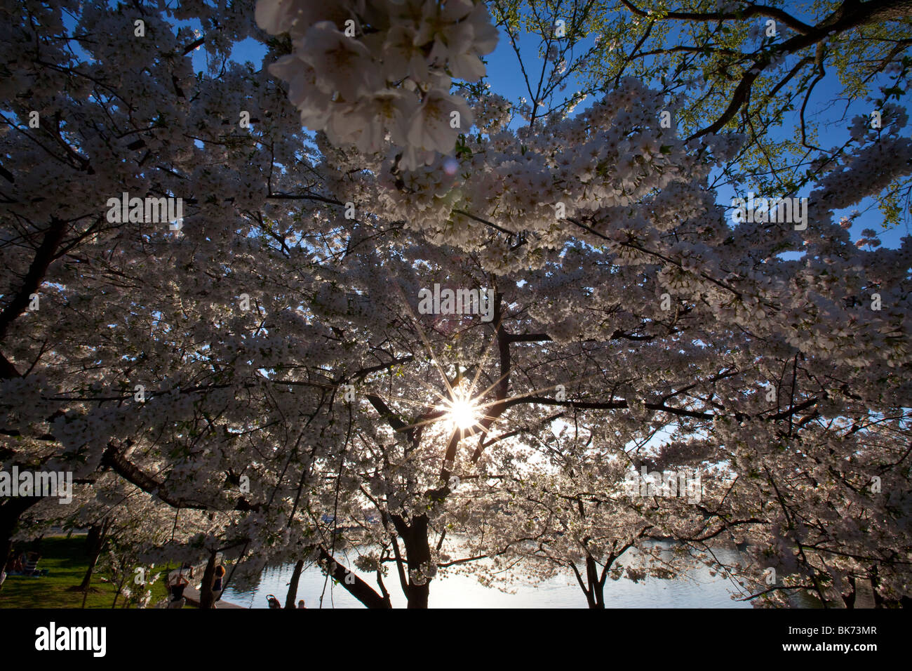 Cherry blossom trees in Washington DC Stock Photo Alamy
