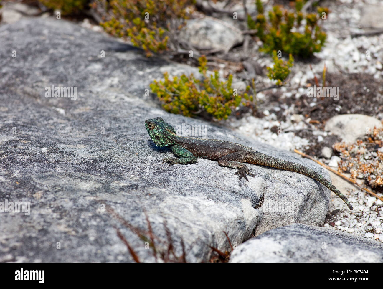 Close-up of a Agama on the plateau of Table mountain, South Africa Stock Photo