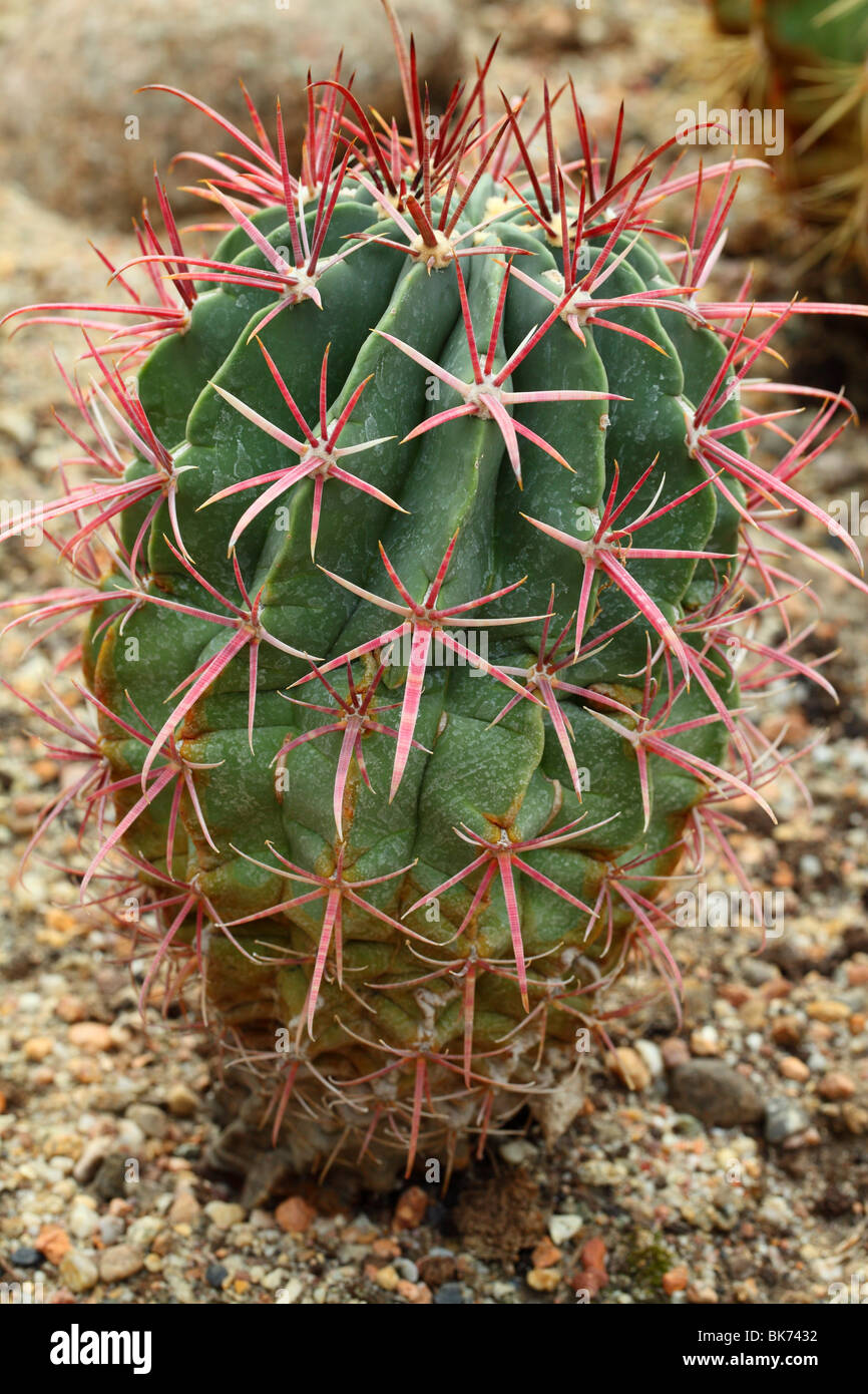 Cactus Ferocactus herrerae close up Stock Photo