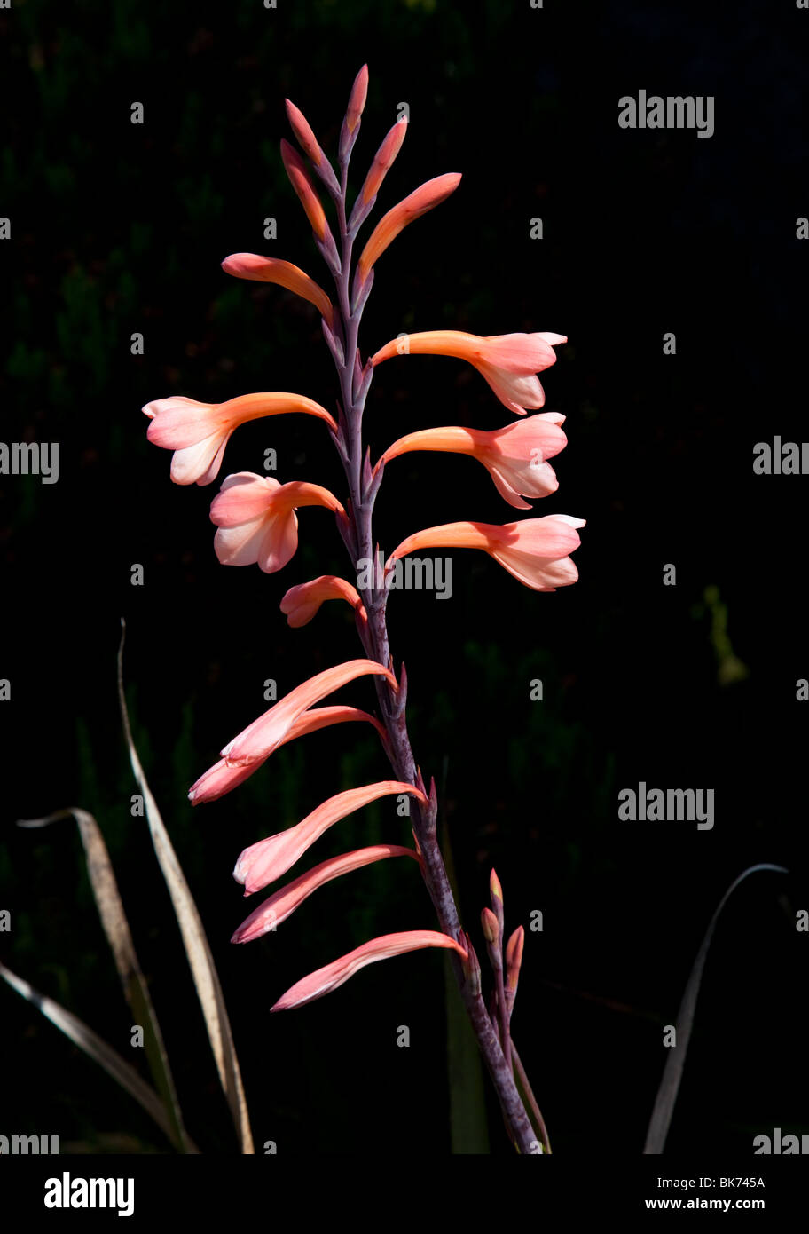 Close-up of a Watsonia flower in bloom Stock Photo