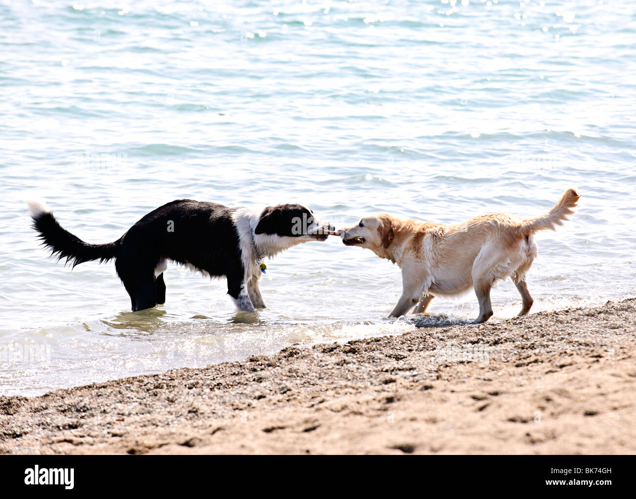 Two dogs playing tug of war with stick on the beach Stock Photo