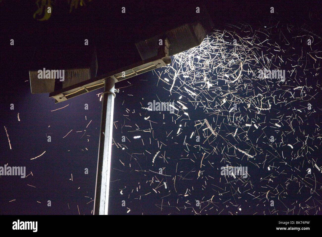 Insects attracted to light hires stock photography and images Alamy