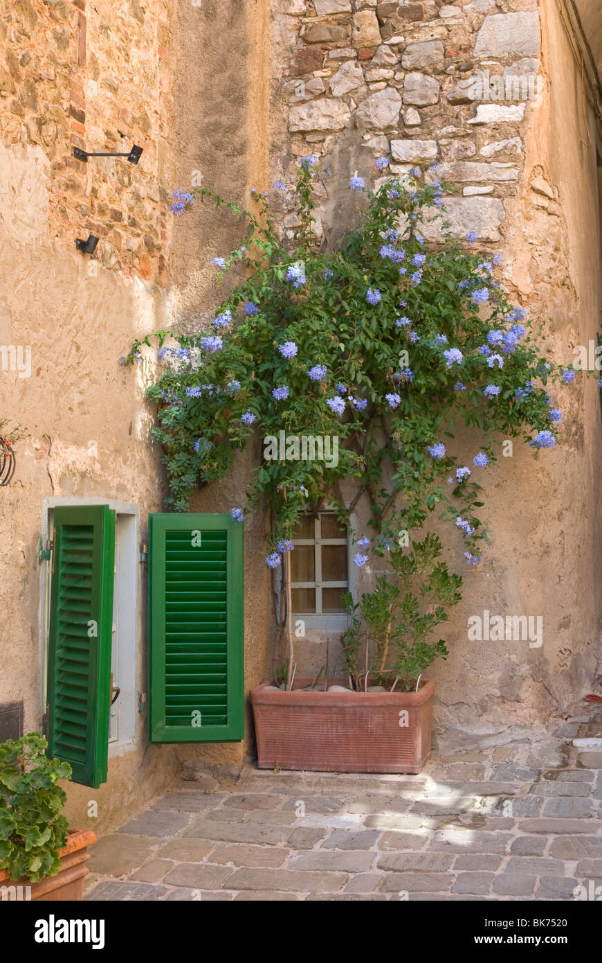 Plumbago Auriculata, Campiglia Marittima Tuscany Italy Stock Photo