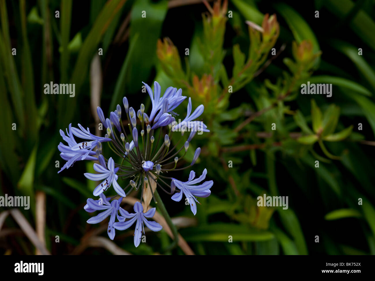 Agapanthus flower in bloom Stock Photo