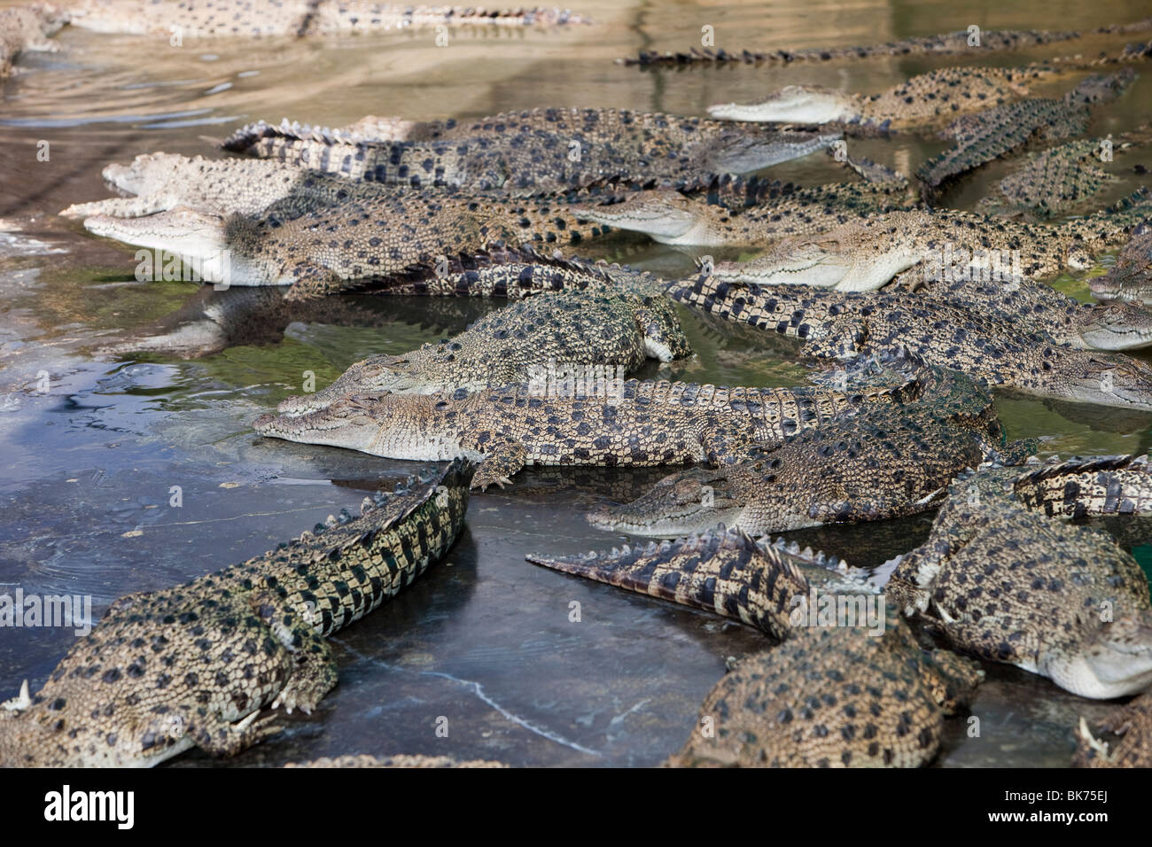 Crocodiles at Hartley's Crocodile Farm north of Cairns in Queensland
