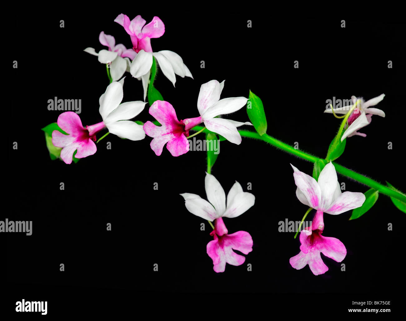 Close-up of a Calanthe orchid flower Stock Photo