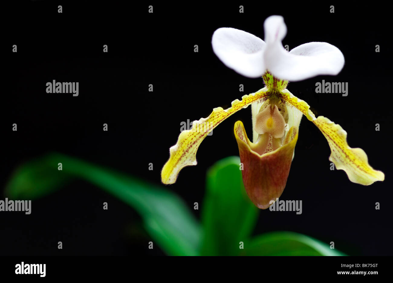 Close-up of a Paphiopedilum orchid flower Stock Photo