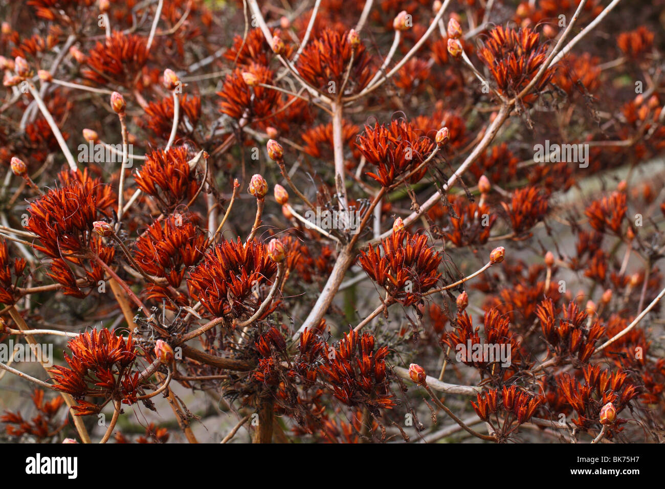 Azalea seedheads Rhododendron luteum Stock Photo - Alamy