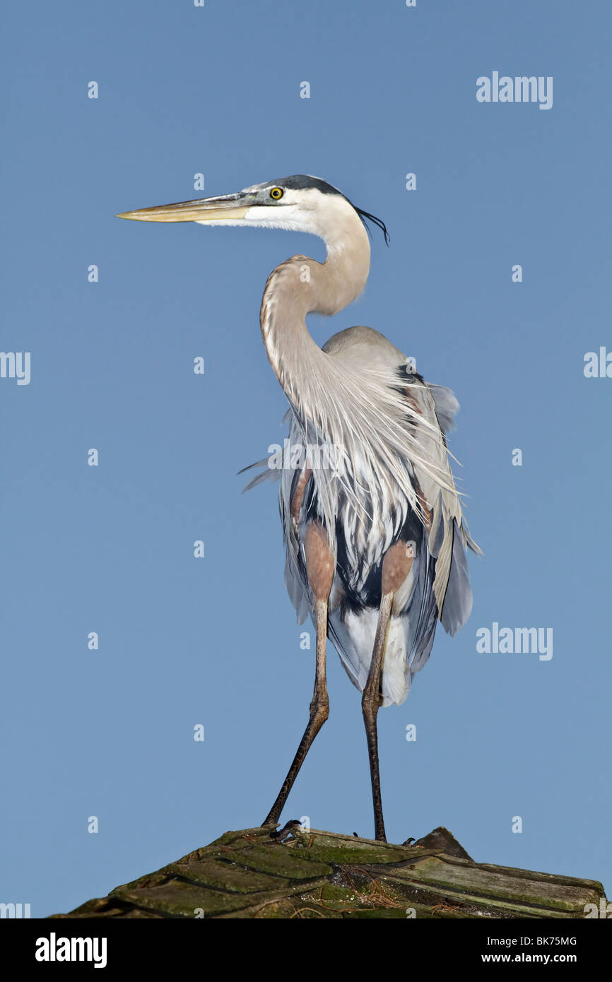 An adult Great Blue Heron Stock Photo