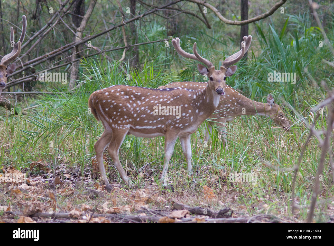 Axis deer antelope animal hires stock photography and images Alamy