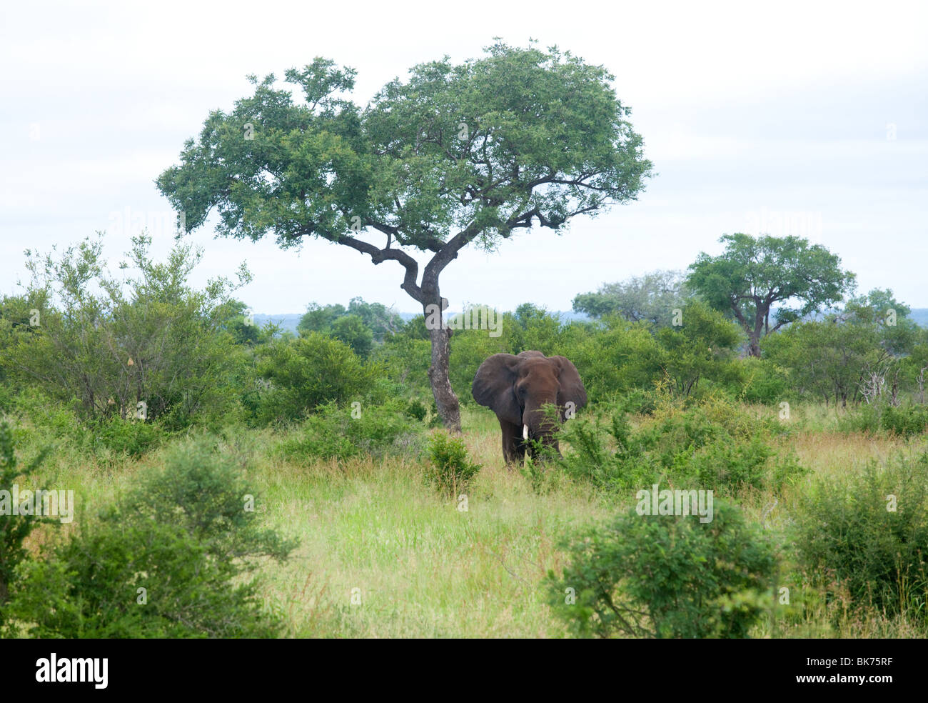 An elephant in the African bush Stock Photo - Alamy