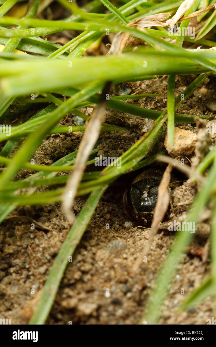 A miner bee checks for danger before leaving the safety of her underground nest. Stock Photo