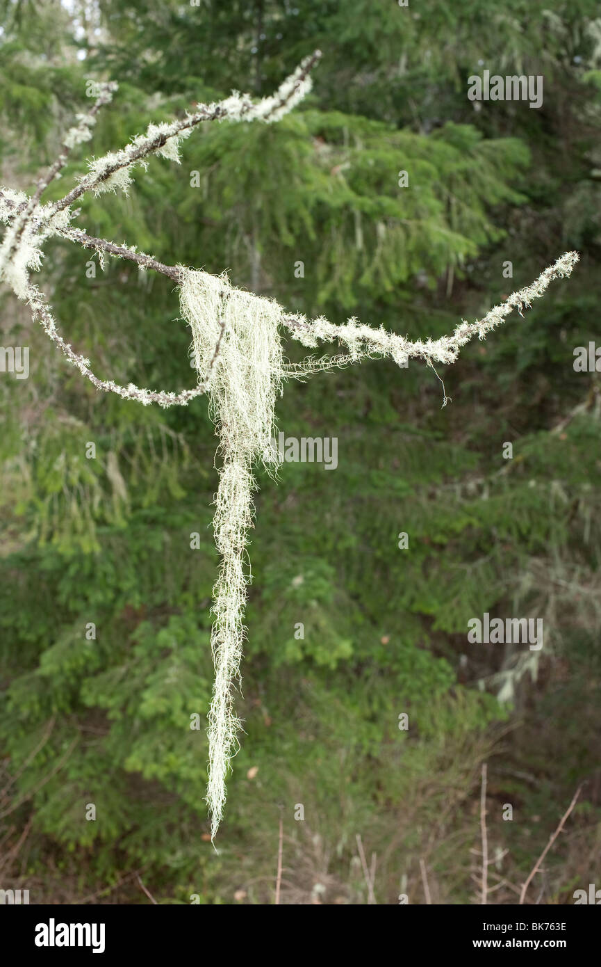 Lichen hanging from tree branch hi-res stock photography and images - Alamy