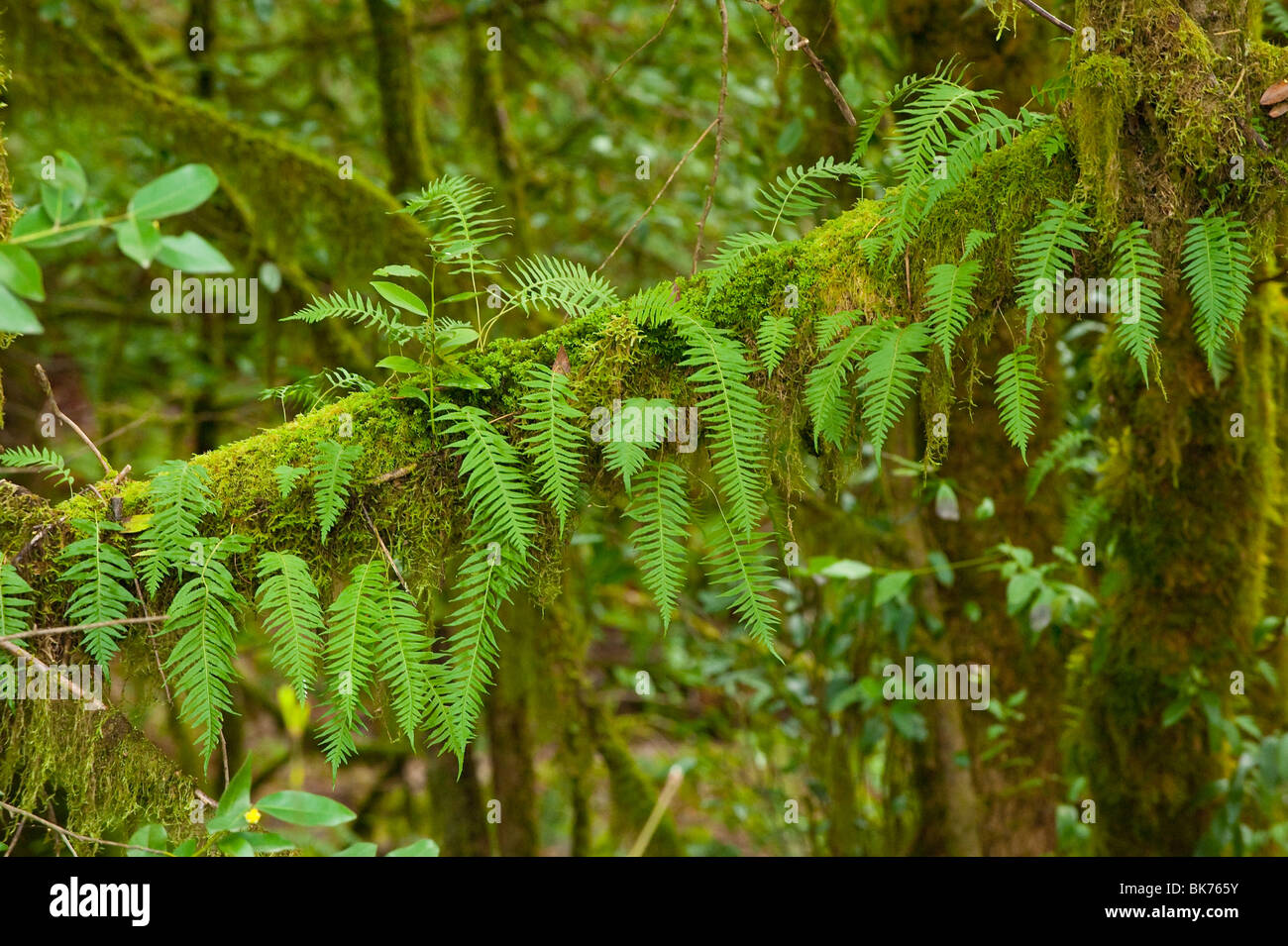 Ferns growing from the moss on the branch of a tree Stock Photo Alamy