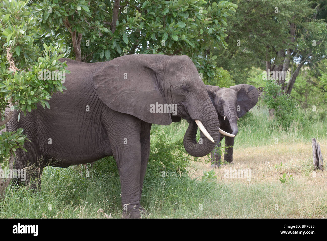 Elephants in the African bush Stock Photo - Alamy
