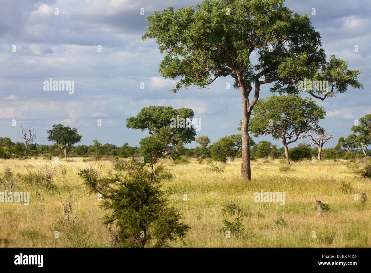 Typical savannah landscape hi-res stock photography and images - Alamy